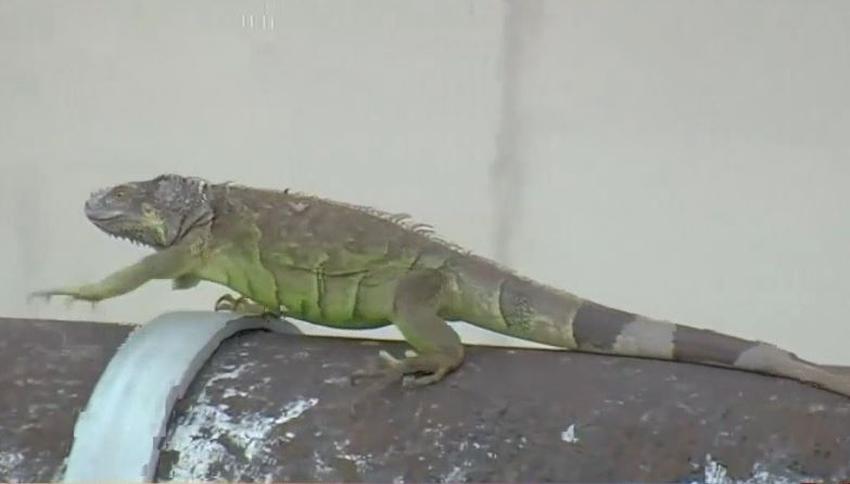 Un cazador de iguanas en un complejo de apartamentos en el sur de Florida  dispara a una persona por error