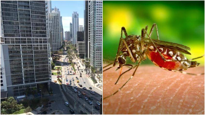 Emiten alerta en Miami-Dade por casos de Dengue