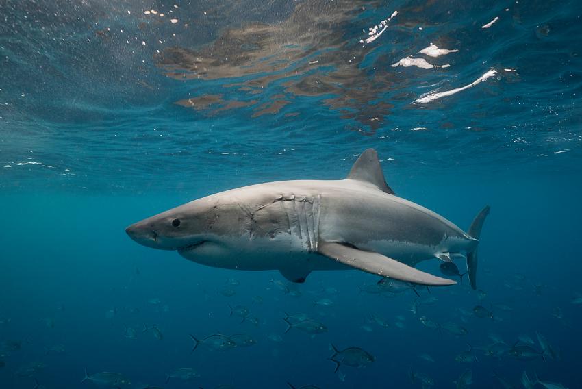 Enorme tiburón blanco se encuentra cerca de las costas del Sur de la Florida