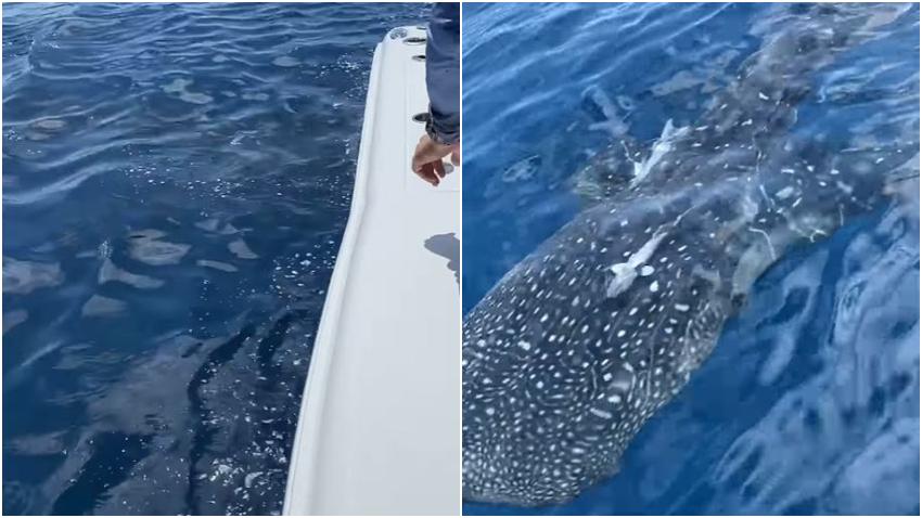 Tiburón ballena cerca de la costa en Florida nada cerca de un bote de pescadores