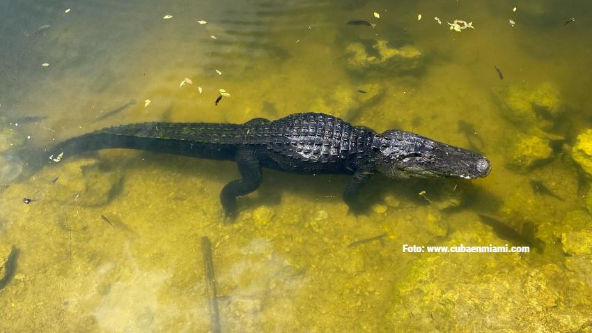 Hombre de Florida sufre grave herida en el antebrazo, tras ser atacado por un caimán en un estanque