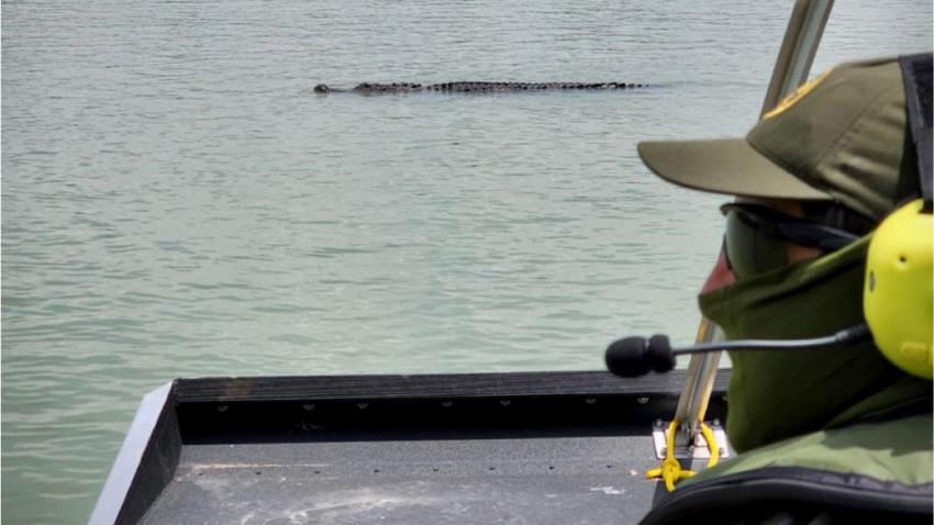 Patrulla Fronteriza de Estados Unidos confirma de la presencia de caimanes en el Río Bravo