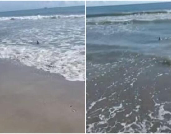 Tiburón nada hasta la orilla en una playa de Florida