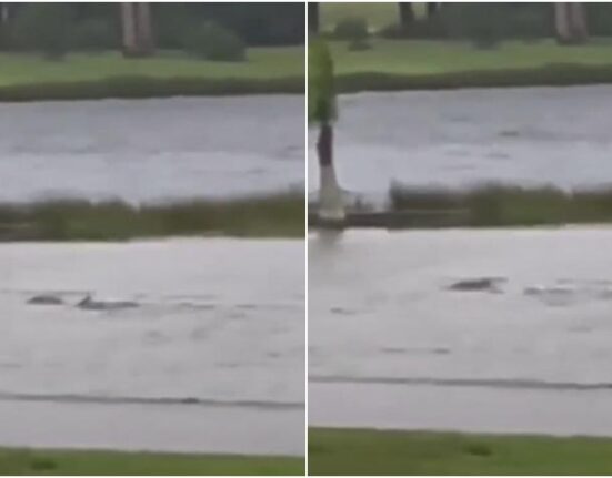 Se vuelve viral video de un tiburón en las calles de Fort Myers en Florida debido a la subida del mar por el huracán Ian