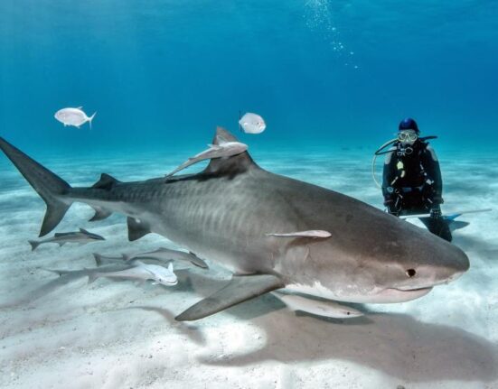 Turista estadounidense muere en Bahamas por un ataque de tiburones