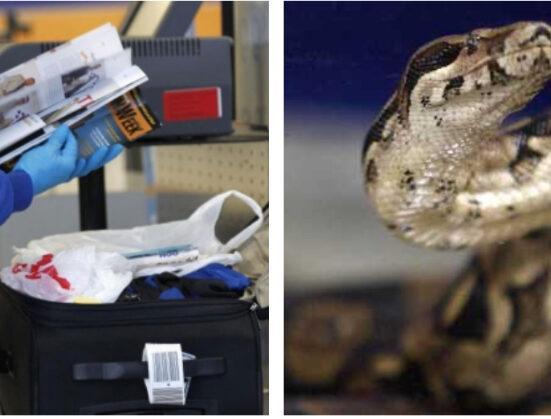 Enorme serpiente en el equipaje de mano de una pasajera en el Aeropuerto Internacional de Tampa, ella alegó que era su "mascota de apoyo emocional"